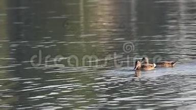 一对鸭子在河里游泳。 其中一只抓了一条鱼，并试图吃掉它