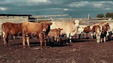 奶牛在农村农场后景牧场放牧。 畜牧场的牛