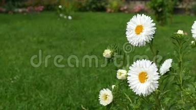 春风吹拂的白色雏菊-家庭花园的背景