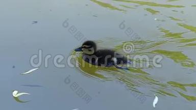 一只滑稽的小鸭子在碧绿的湖水中游向母鸭