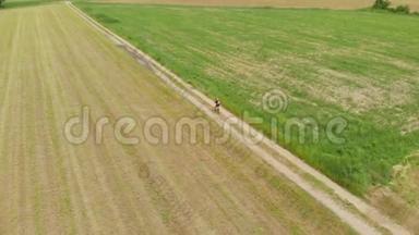 空中：男子骑自行车沿着乡间小路穿过耕地和农田，阳光明媚的一天，环保的交通运输