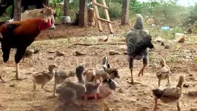 小鸡妈妈和小鸡在草地上的特写镜头。一群牧场养鸡啄食地上的饲料