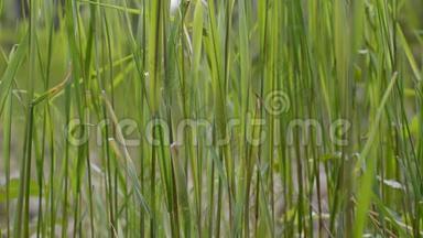 夏日大自然中茂密的绿色河草，背景是鸟鸣