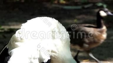 一只黑白鹳站在岸边，缓慢地清理羽毛