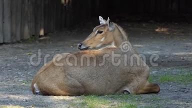 一只美丽的羚羊躺在夏日的斯隆莫动物园的绿草草坪上