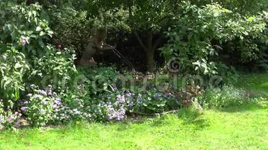 院子里的花园树间，一个穿着短裙的金发女孩在修剪草坪。 4K