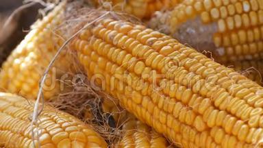 谷仓里有许多成熟的黄色玉米头。 玉米收获后的玉米。 <strong>农业生产</strong>