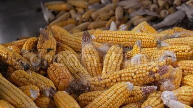 谷仓里有许多成熟的黄色玉米头。 玉米收获后的玉米。 农业生产