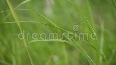 夏日的青草在夏日的微风中蔓延