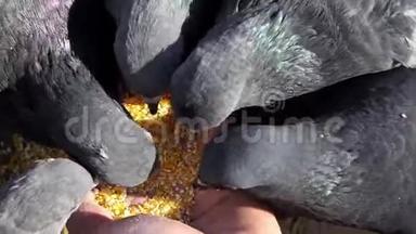 灰鸽子是由一个邋遢女人喂粮的
