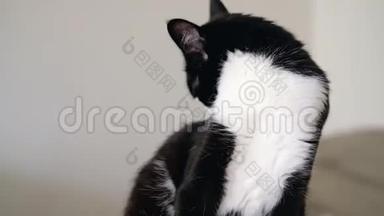 黑白色的燕尾服滑稽猫，明亮的橙色眼睛是坐在一个爪尾，看着相机。 慢动作