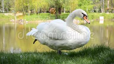 白天鹅站在池塘的岸边，清理羽毛，吃东西