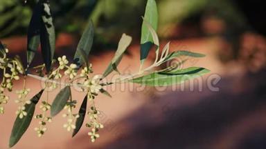 盛开的橄榄枝在春天即将离开，柔软的室内运动