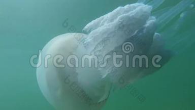 美杜莎水母在海水中慢慢漂浮
