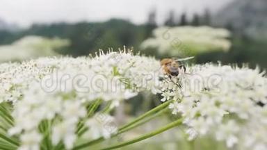 夏季野外采集野花花粉的蜜蜂