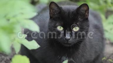 猫黑色的自然叶背景太阳植物茎夏<strong>春风</strong>叶丛