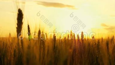 美丽的金色阳光透过小麦穗照耀