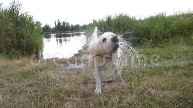 潮湿的狗在大自然中摇动他的<strong>皮</strong>毛上的水。 在池塘游泳后的金毛猎<strong>犬</strong>或拉布拉多<strong>犬</strong>。 慢慢