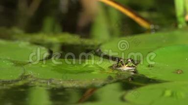 池塘里的绿色<strong>小青</strong>蛙