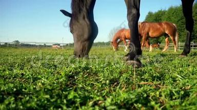 黑马吃草在农村田野特写.. 草地上放牧的马群