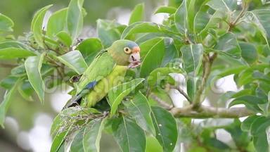 哥斯达黎加以一棵树为食的橙面鹦鹉