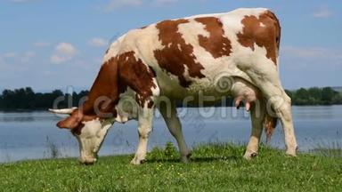 美丽的放牧奶牛的场景；湖边放牧红色荷斯坦牛