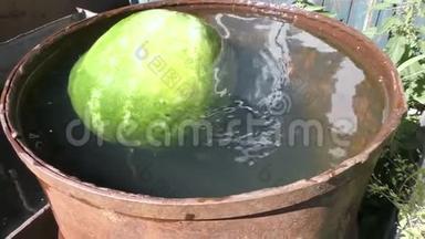 西瓜沐浴在一桶水中