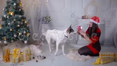在新年庆祝活动中，一个女孩在圣诞树旁送礼物给她的哈士奇狗。