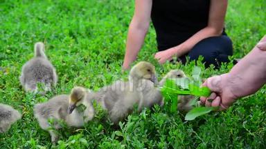 两个家庭主妇喂幼鹅的草