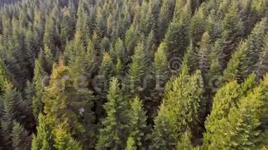 空中飞过一片绿树成荫的森林。 绿树的背景。 医生的录像