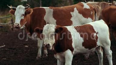 牛和小牛站在牲畜农场的牧场上。 农场饲养奶牛