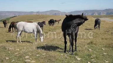 一匹黑色的家马在一个<strong>阳光</strong>明媚的<strong>秋日</strong>在一片山地草地上放牧。 农场马术概念