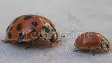 一张桌子上有两只红色瓢虫，较大的一只正在清理它的口
