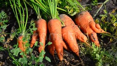 胡萝卜作物躺在花园的地上