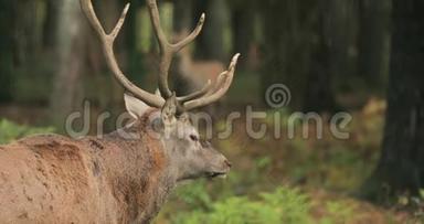 白俄罗斯。 雄欧洲红鹿或鹿鹿有咆哮在罗特。 高加索地区欧洲大部分地区的红鹿栖息地