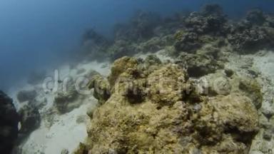 海底的珊瑚礁和小鱼