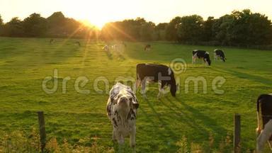 在日落或<strong>日出</strong>的时候，在<strong>农场</strong>里吃草的弗里斯的牛群