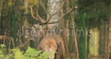 白俄罗斯。 雄欧洲红鹿或鹿鹿有咆哮在罗特。 高加索地区欧洲大部分地区的红鹿栖息地