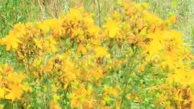 圣约翰`麦汁的黄花在田间开花