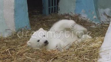 北极熊幼崽躺在动物园里