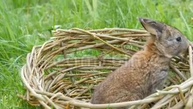 夏天或春天绿草上的手工窝或柳条篮子里的一周老灰兔的小可爱新生儿