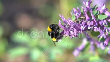 在灿烂的阳光下，在春天紫色的花朵上的大黄蜂