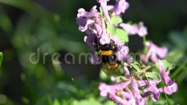 在灿烂的阳光下，在春天紫色的花朵上的大黄蜂