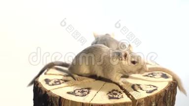 两只毛茸茸的<strong>老鼠</strong>坐在白色背景上的装饰树桩上，环顾四周。