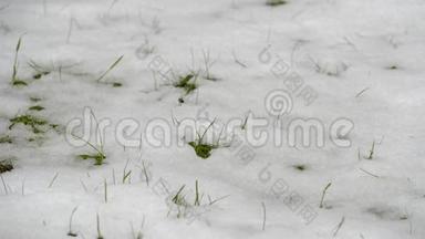 积雪融化的时间线视频显示绿草。