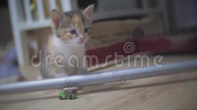 小三色小猫跳落慢动作视频.. 小猫跳跳概念宠物生活方式