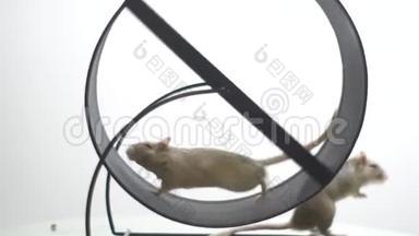 白色的老鼠跑在方向盘上，在背景下，一只不同的老鼠站在它的后腿上，慢动作