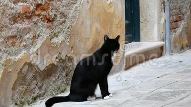 威尼斯破墙附近美丽高贵的黑白猫