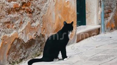 威尼斯破墙附近美丽<strong>高贵</strong>的黑白猫