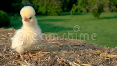 可爱的黄色<strong>小鸡</strong>，波兰<strong>小鸡</strong>宝宝，在金色的夏日阳光下坐在外面的干草堆上
